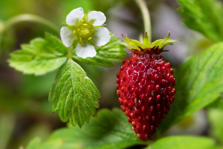Alpine strawberry