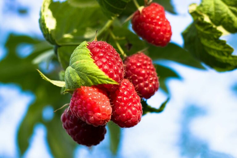 Raspberries on a Shrub
