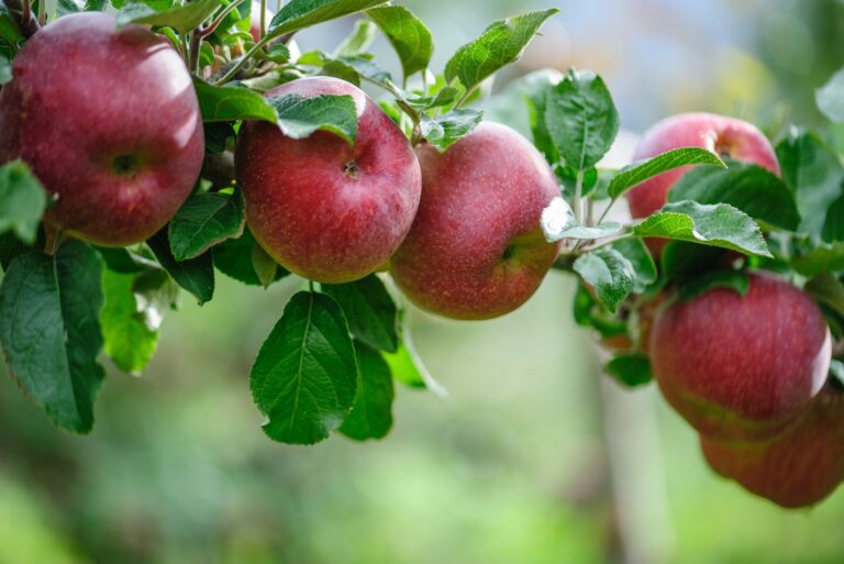 apple tree (featured image)