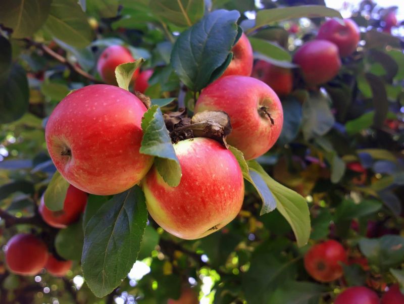 Apple Seeds