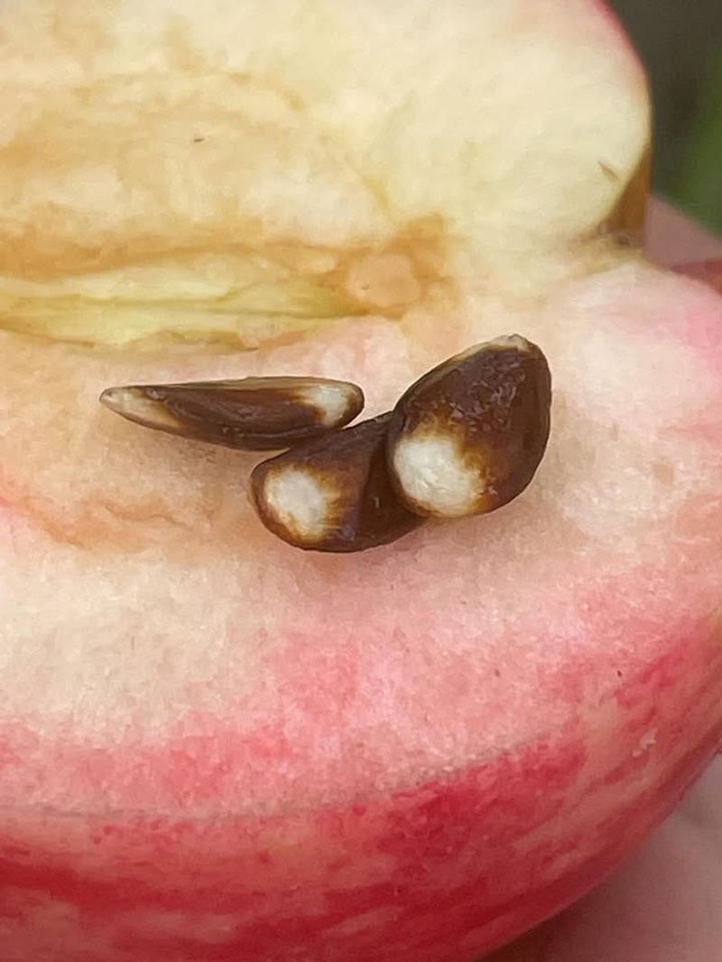 Apple Seeds