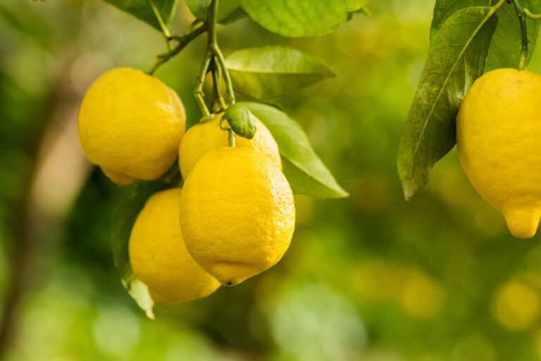 lemon tree fruits
