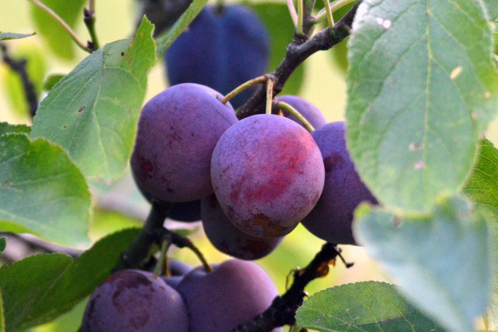8 Fruits You Should Plant From Seed In Massachusetts This October