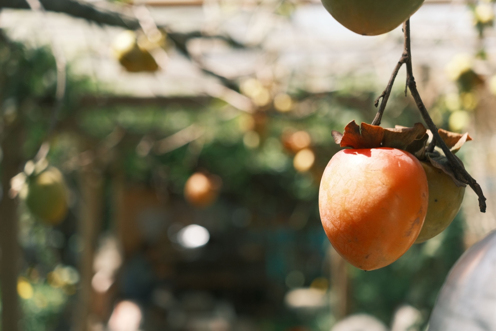 8 Fruits You Should Plant From Seed In October In Illinois