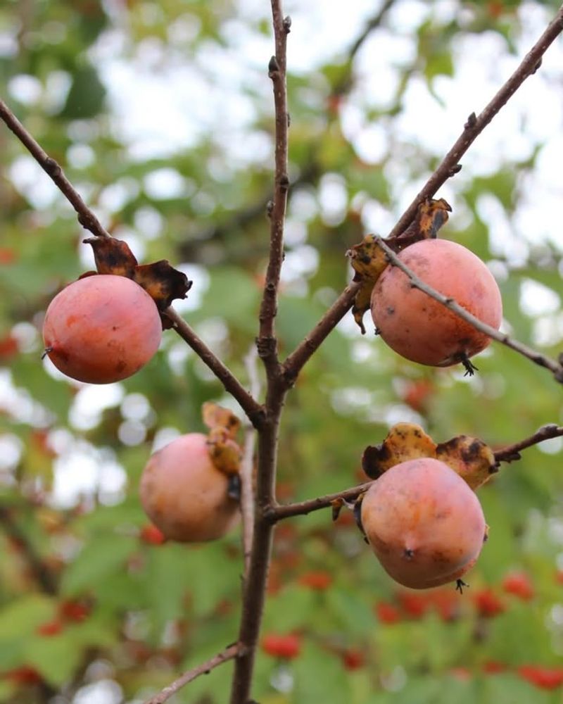 American Persimmon
