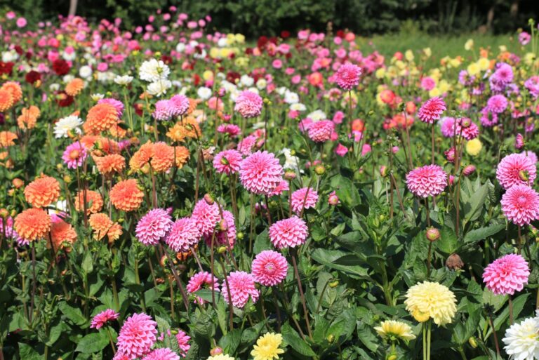 dahlias in bloom
