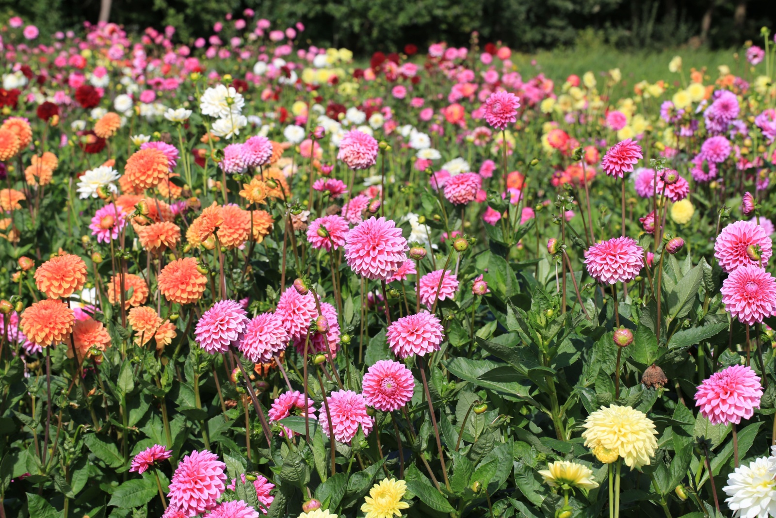 8 Gardening Tricks Idaho Gardeners Use For Giant Dahlia Blooms
