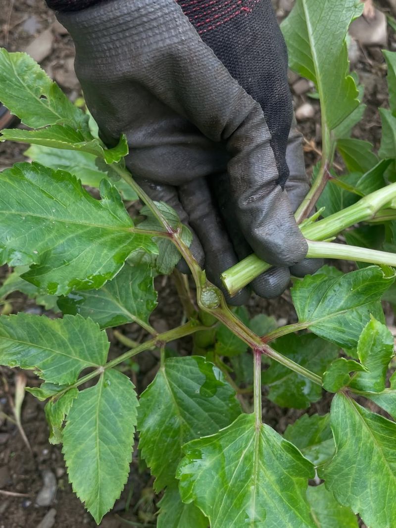 Pinch Back Early Growth