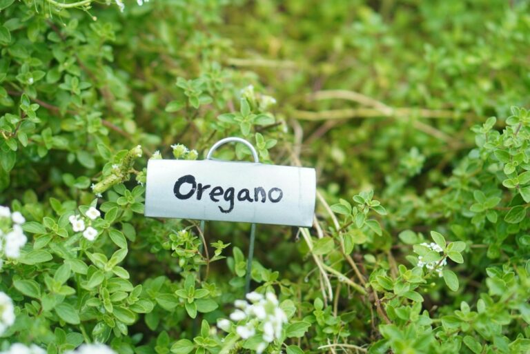 Fresh Oregano Herb with Garden Marker