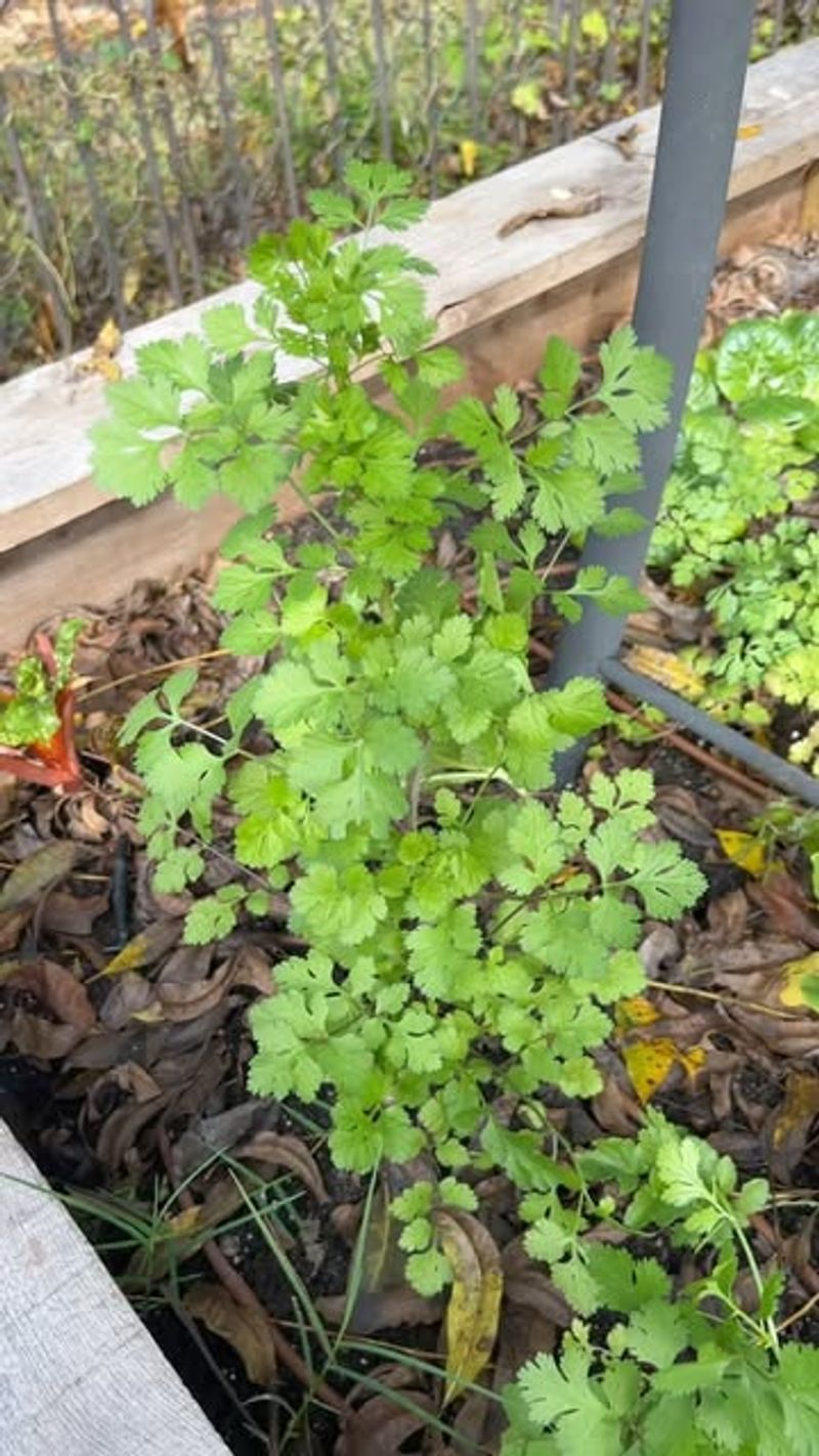 1. Cilantro