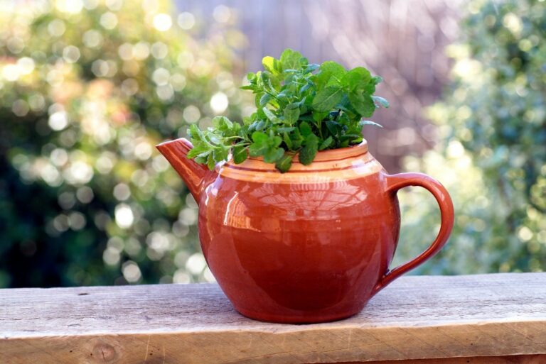 Mint herb plant growing in a teapot