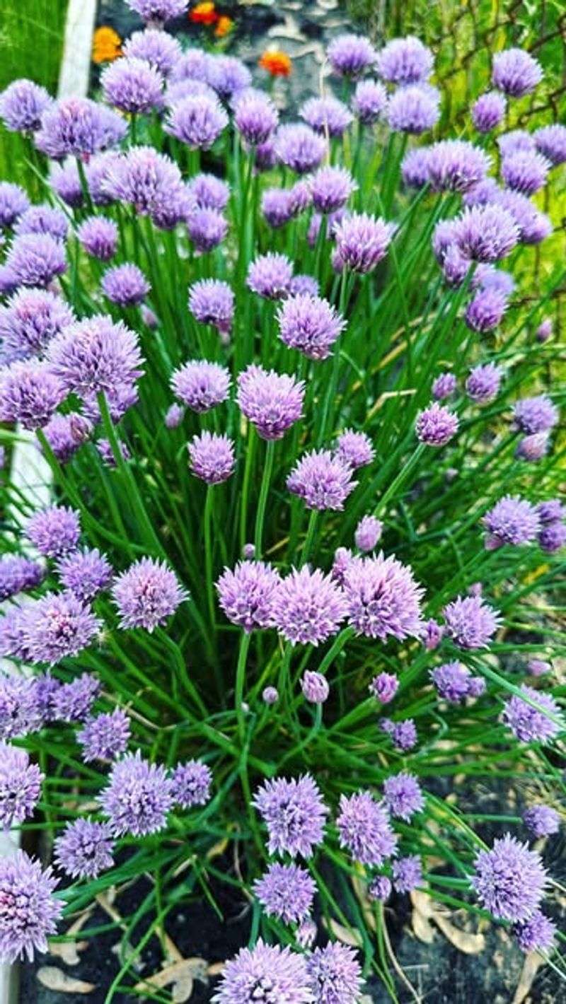 Chives