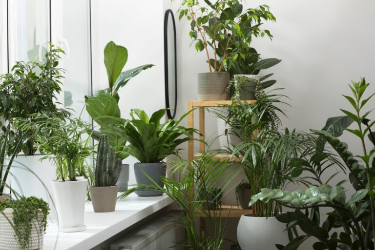 houseplant collection