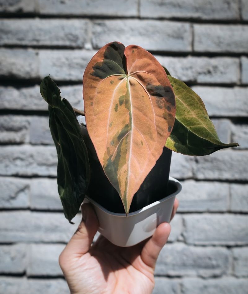 All Houseplants Love Direct Sunlight