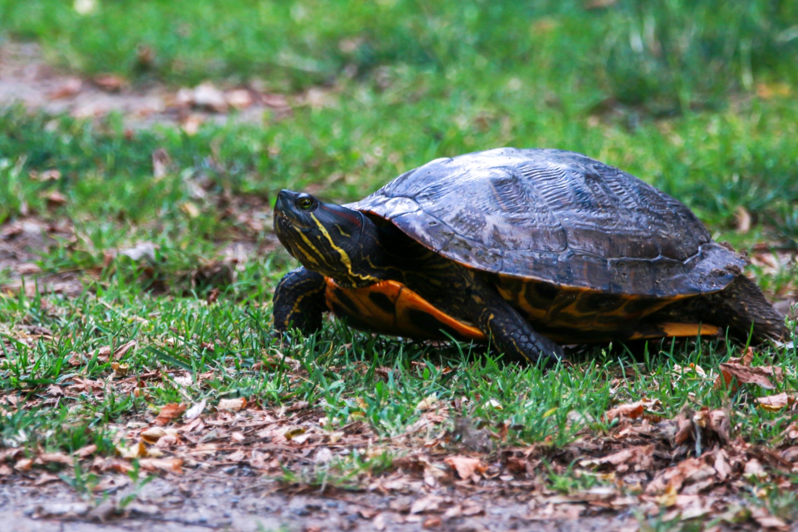 8 Important Things To Do If You Find A Turtle In A New York Yard