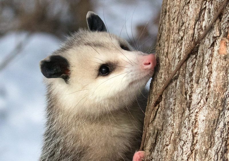 Possums Are Protected Wildlife In New York State