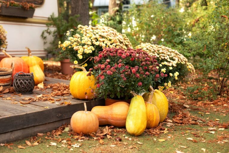 Mums (featured image)