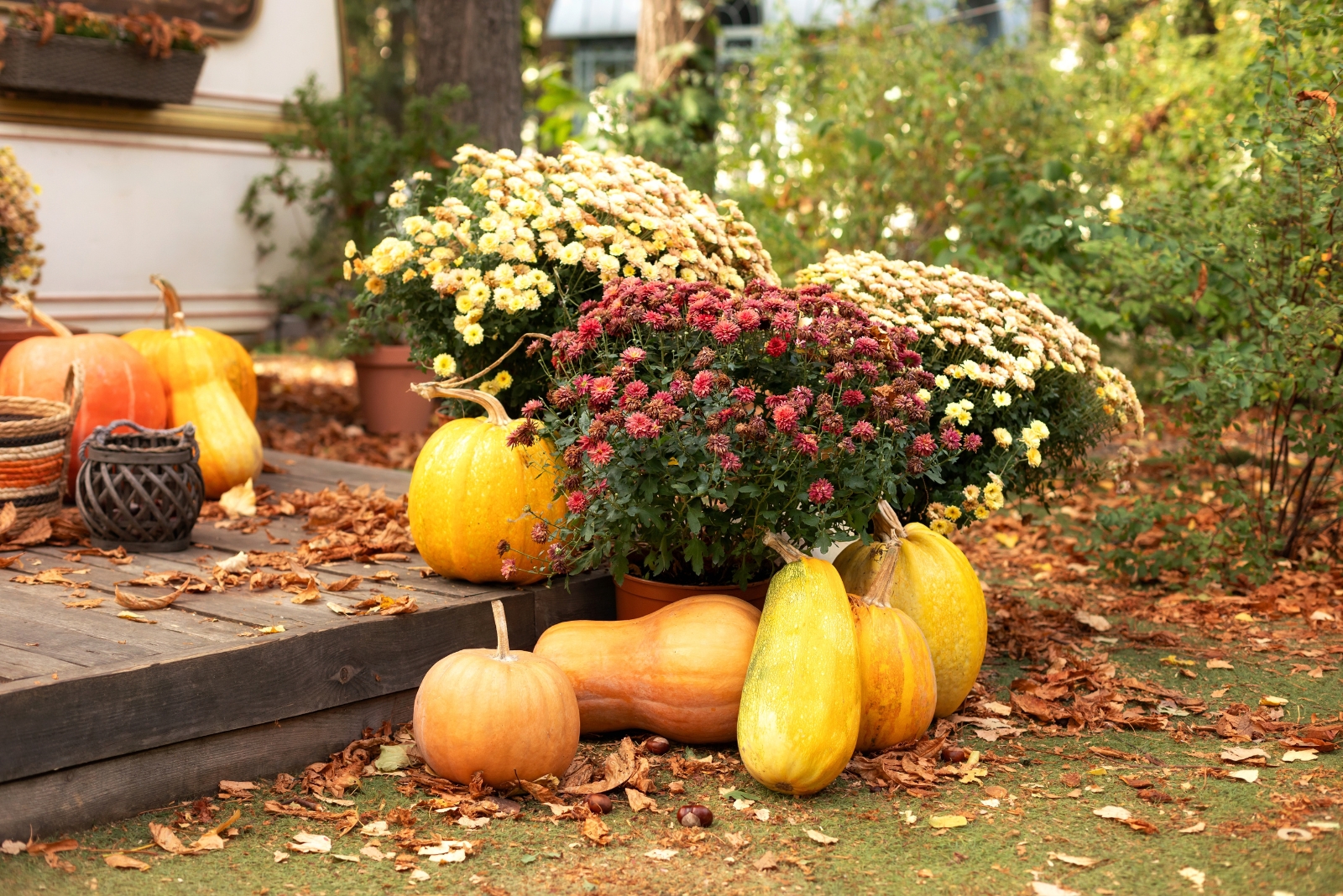 8 Mistakes Gardeners Make When Choosing Fall Mums In New Jersey