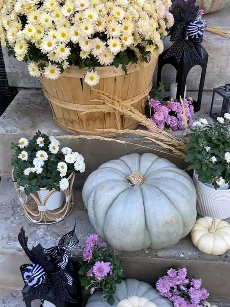 Buying Mums Too Early in the Season