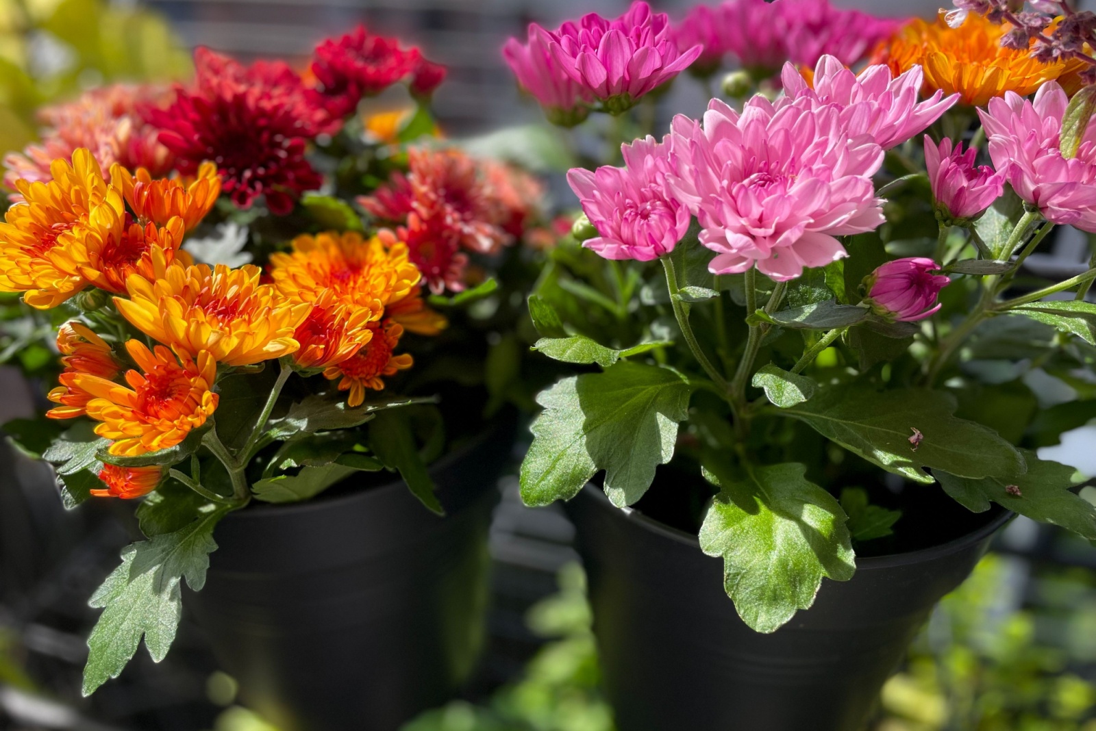 fall mums