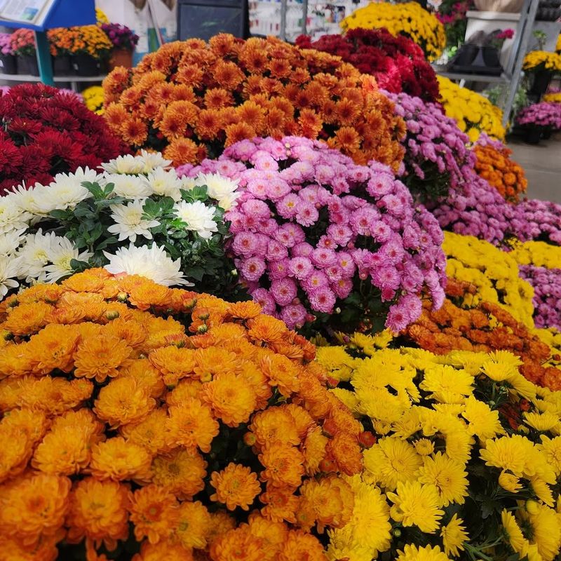 Grabbing The First Colorful Mum You See