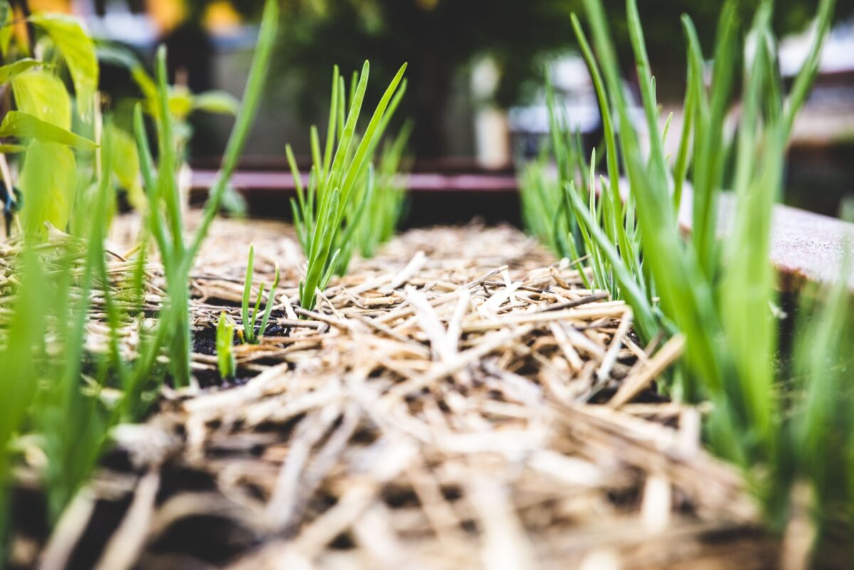 8 Natural Alternatives Georgia Gardeners Can Use Instead Of Mulch