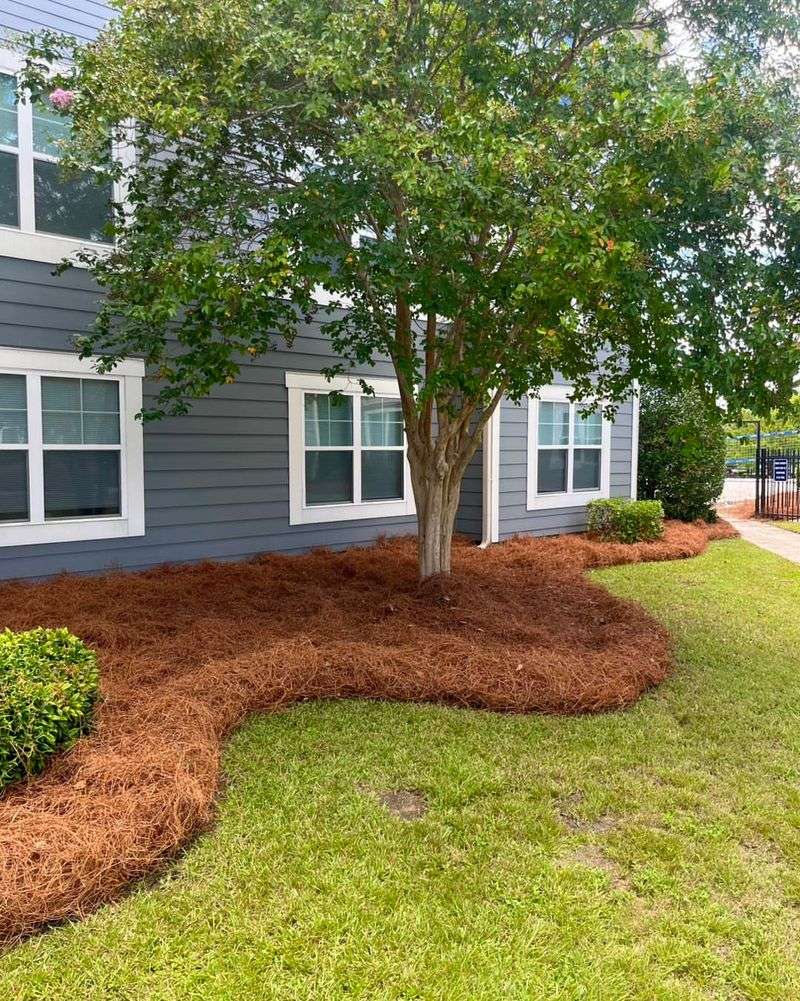 Pine Straw