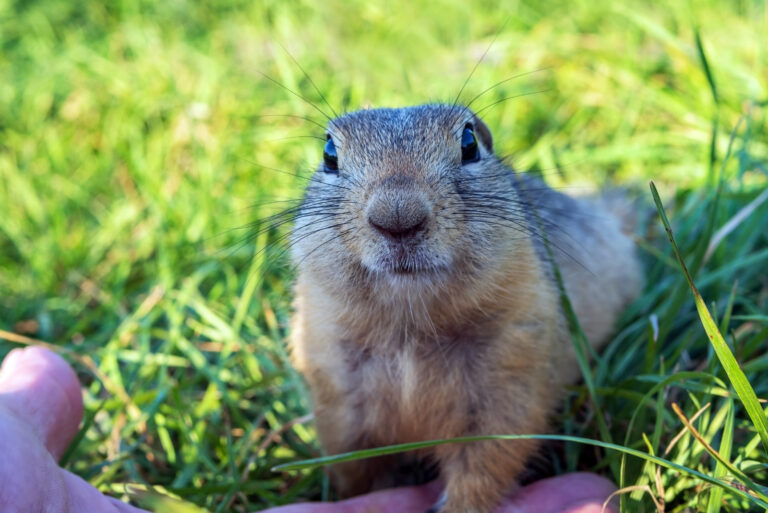 Gopher (featured image)