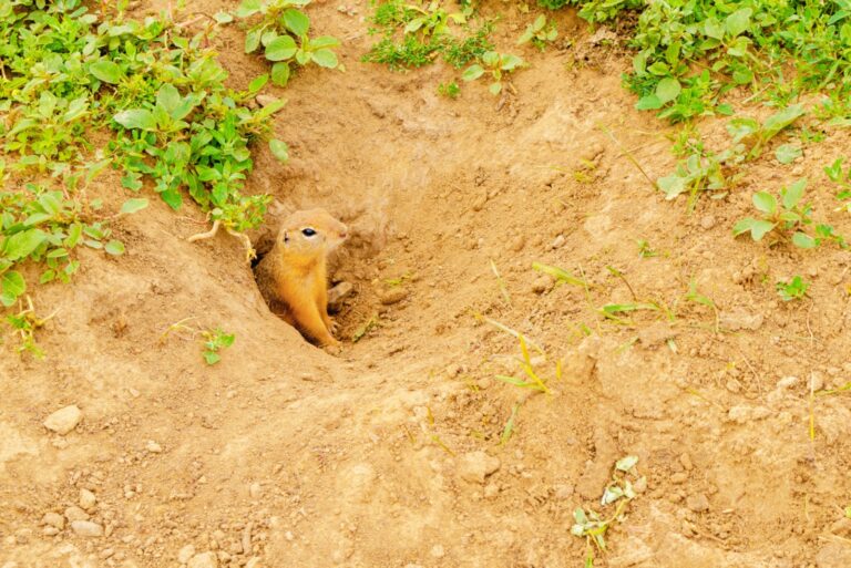 Cute furry gopher peeps out of hole