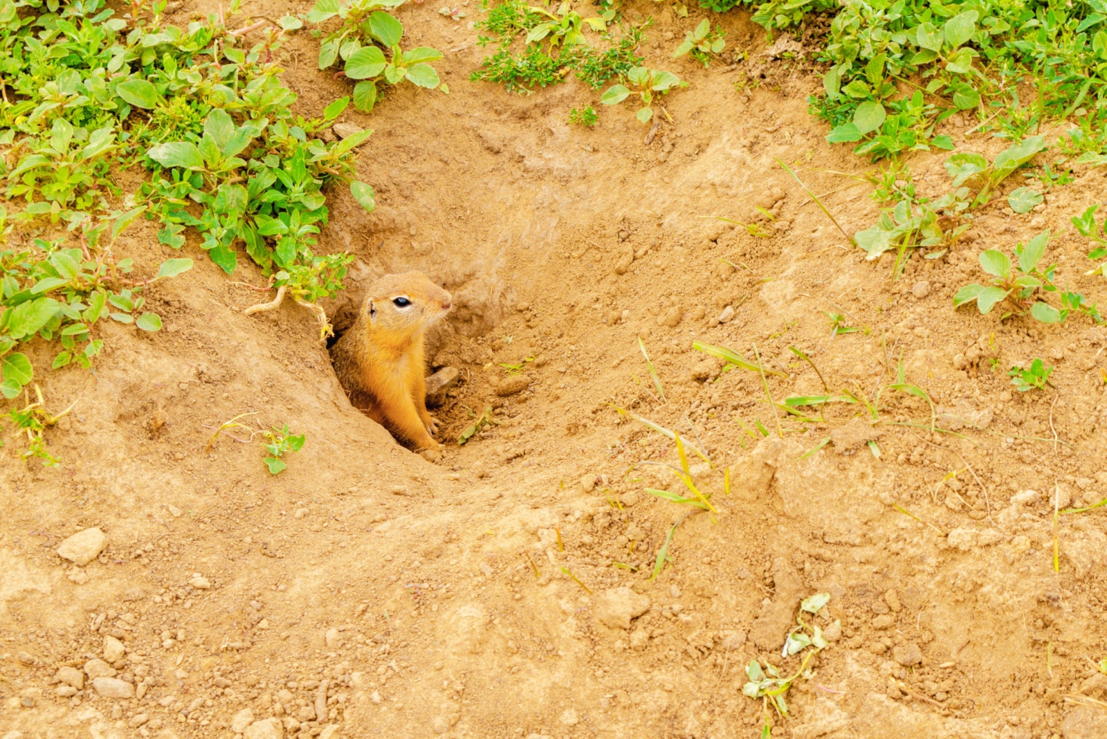 8 Natural, Hassle-Free Methods To Keep Gophers Out Of Missouri Yards