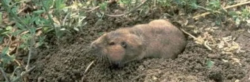 Plant Gopher-Repelling Vegetation