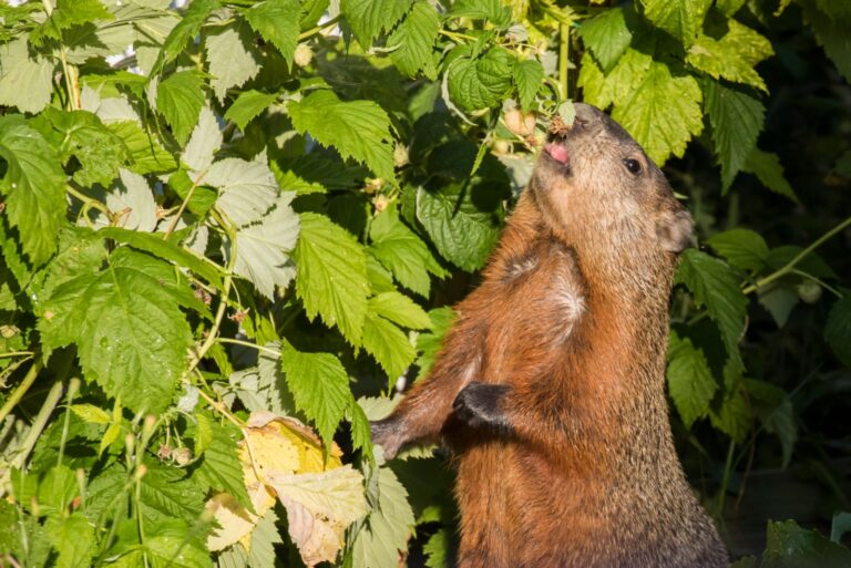 groundhog eating a raspberry plant