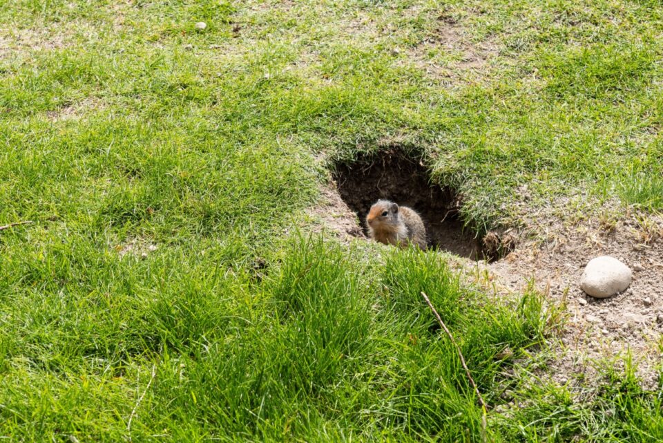 Gopher Stop 8 Natural Ways Massachusetts Homeowners Can Stop Gophers From ...