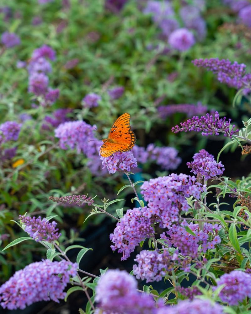 Butterfly Bush