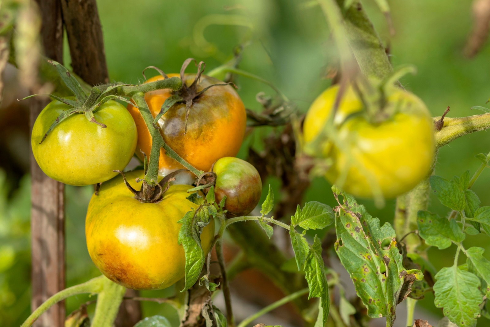 8 Places Florida Gardeners Should Never Plant Tomatoes, According To Experts
