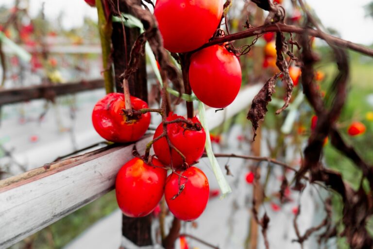 Rotten tomatoes hanging on dried vines