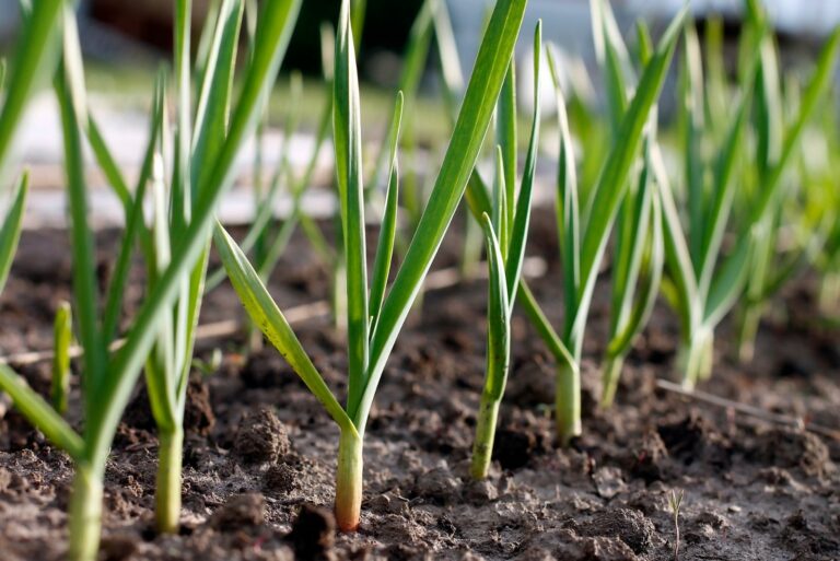 Growing garlic in plant