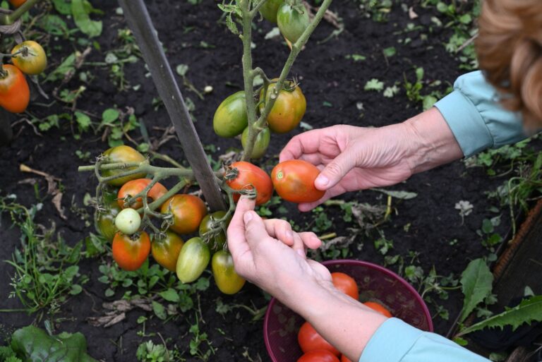 tomatoes in garden