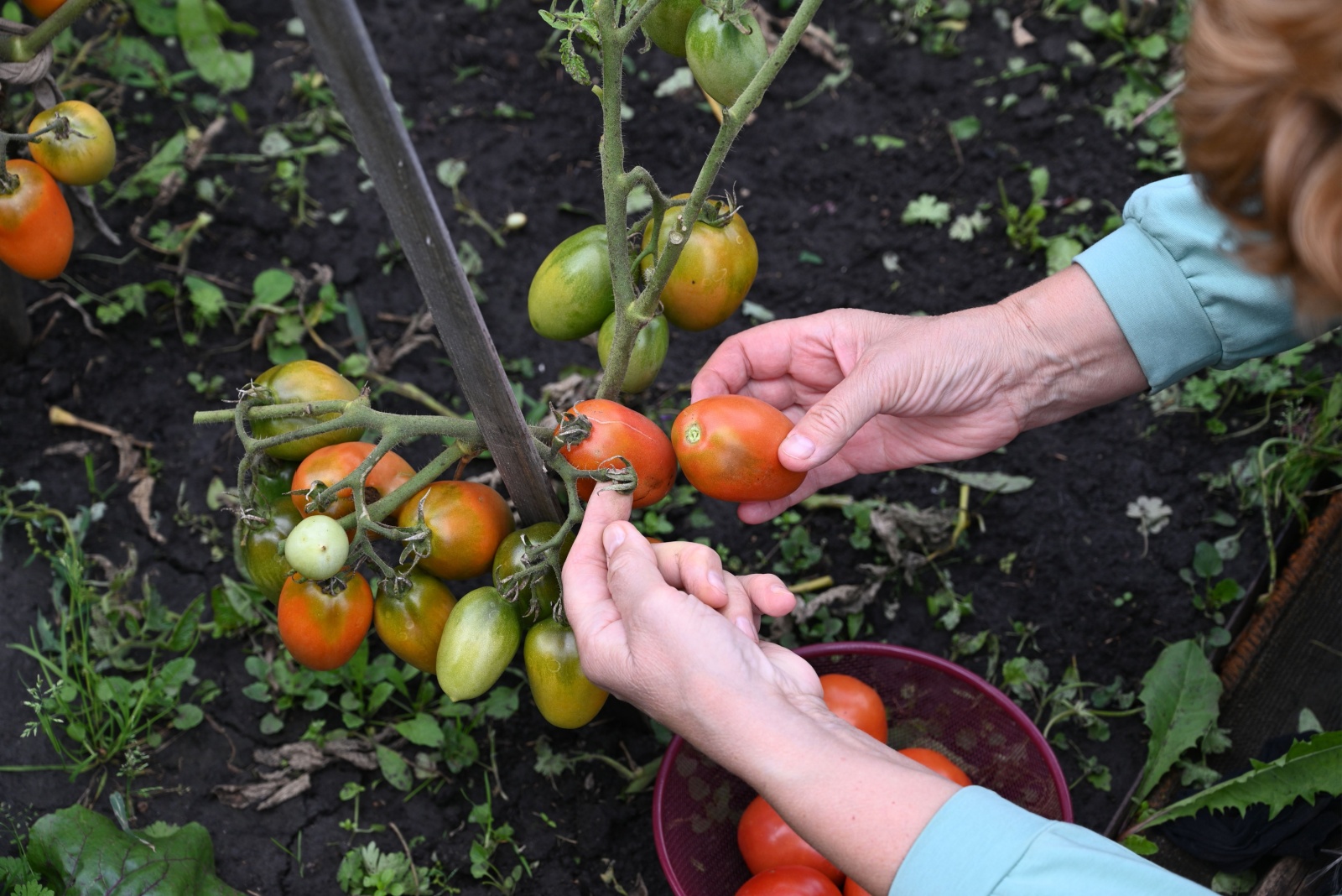 8 Places Tomatoes Should Never Be Grown In South Carolina Gardens