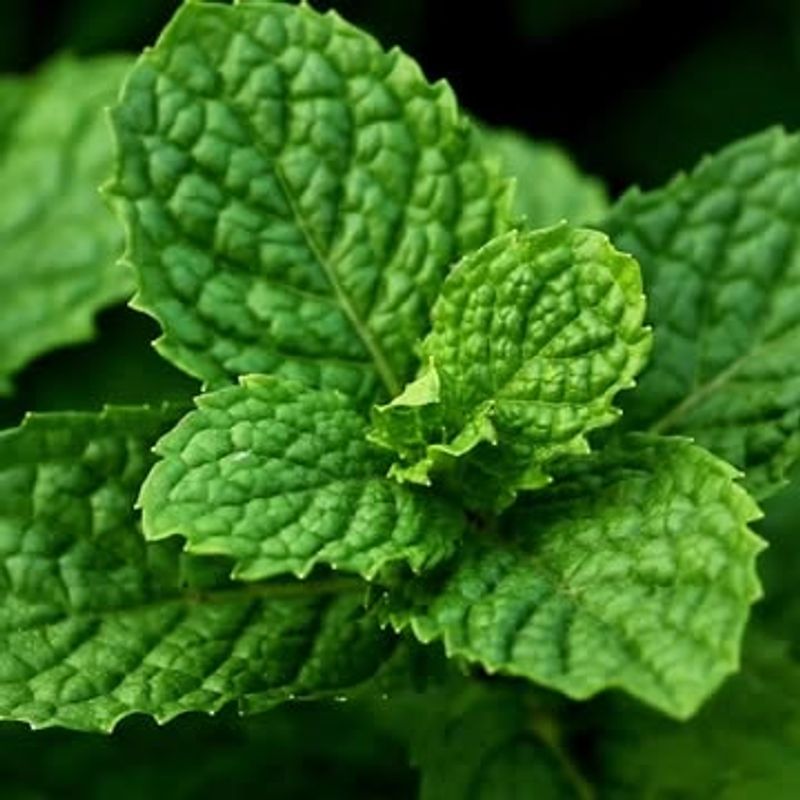 Peppermint