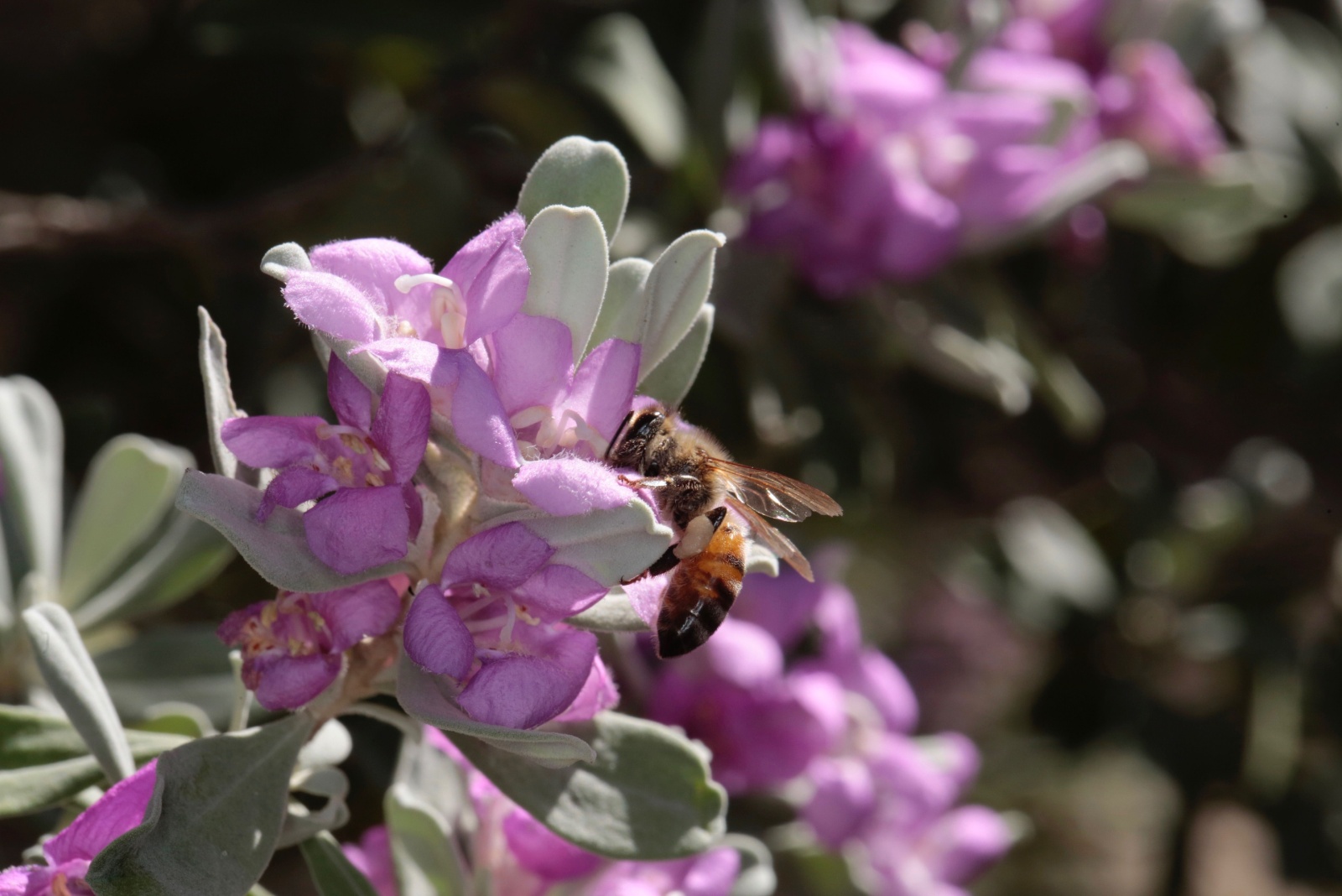 Texas honey bee on Texas sage