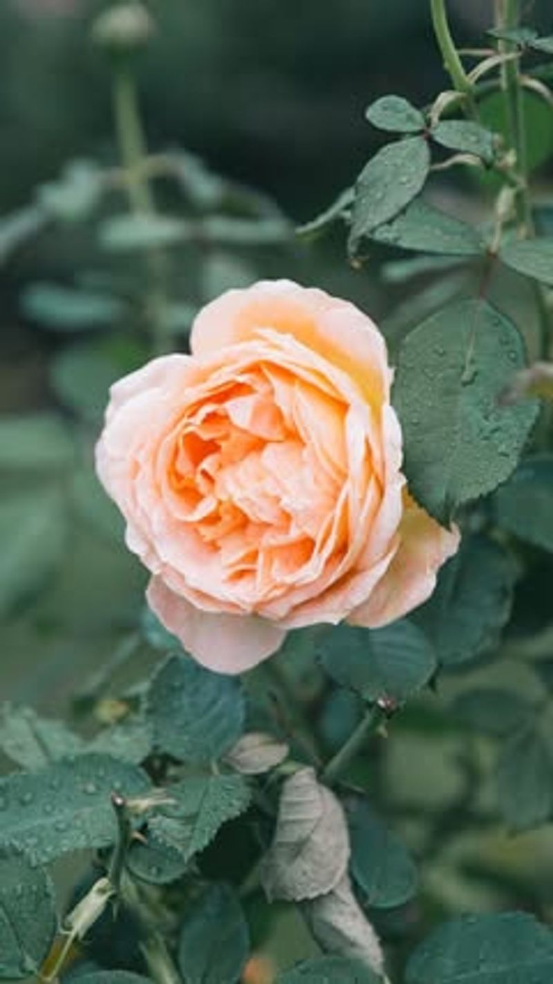 Roses