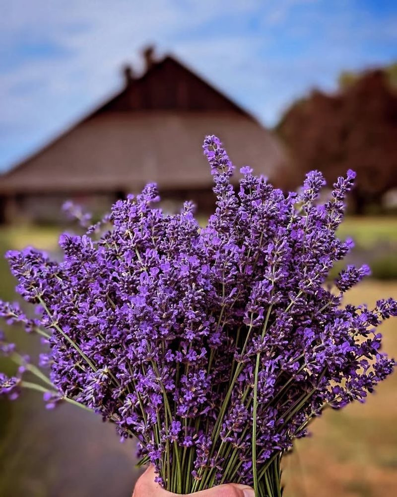 Lavender