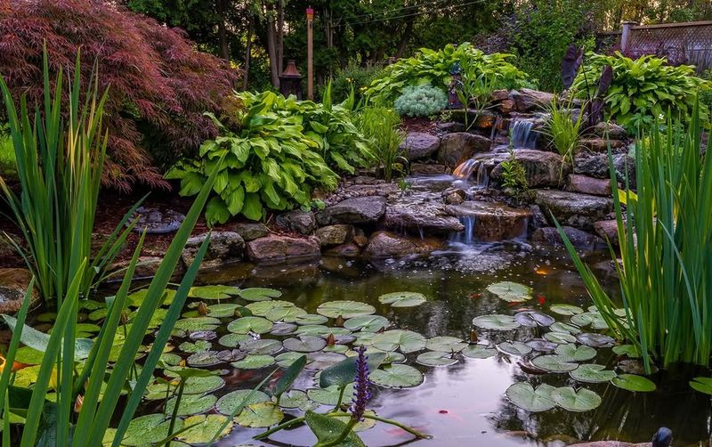 Ornamental Ponds Without Proper Drainage