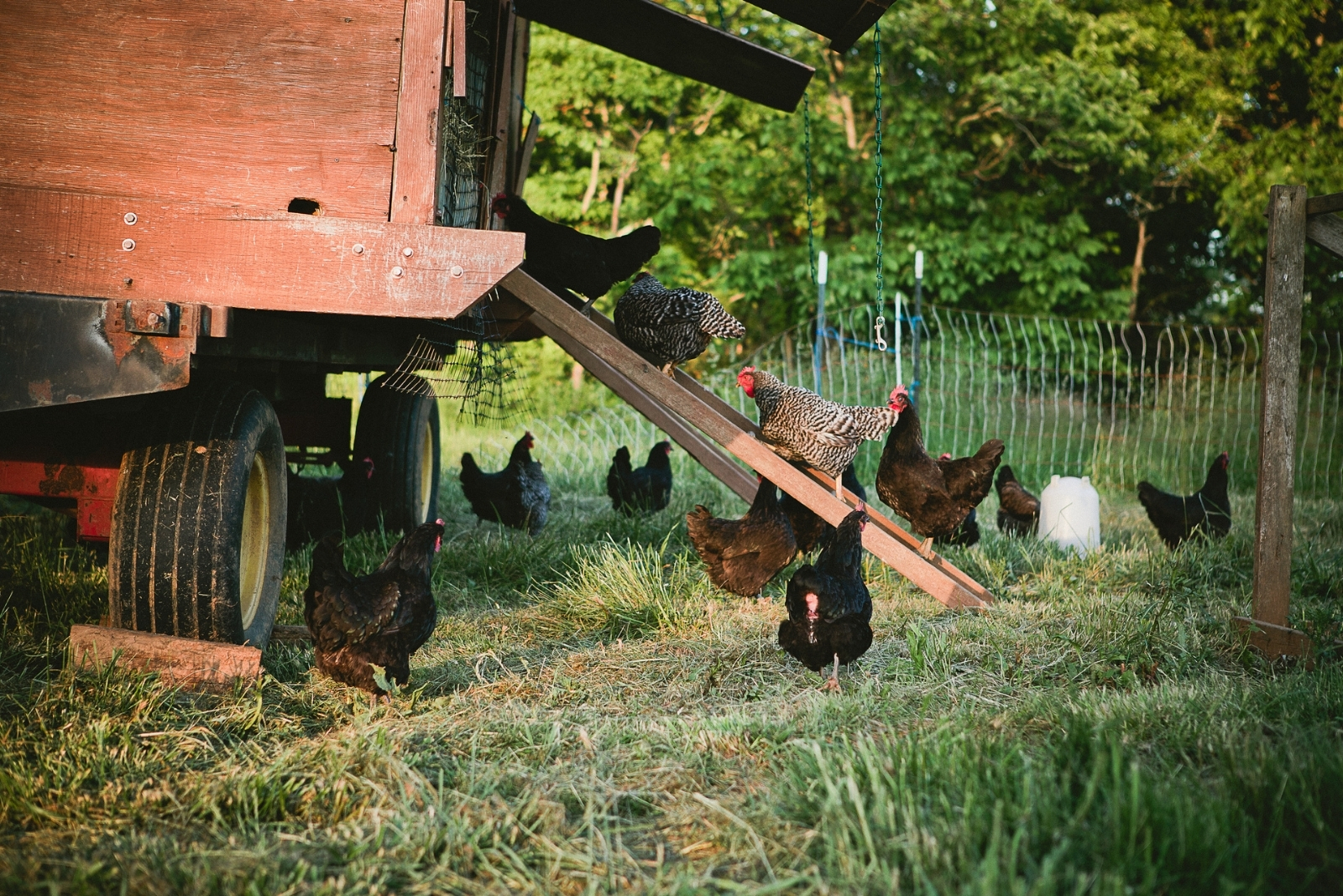 8 Portable Chicken Coop Designs Perfect For Backyard Flocks In Texas