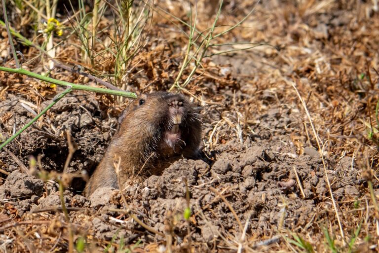 gopher emerges from its hole