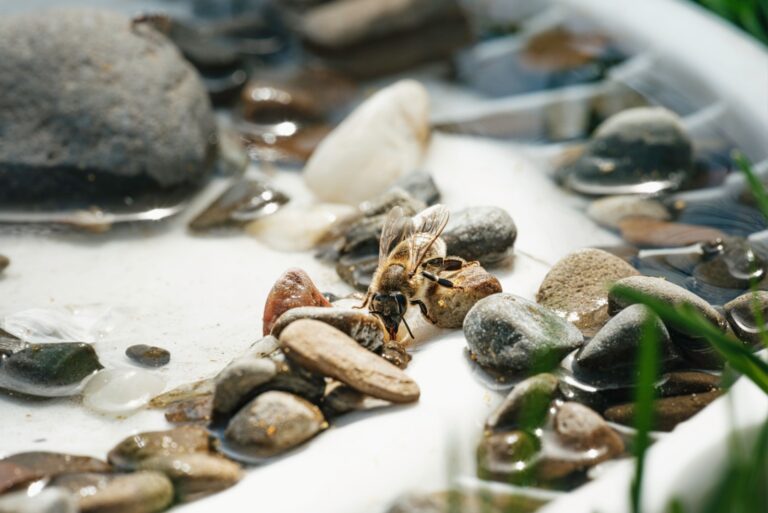 Honeybee pauses on a pile of stones within a birdbath