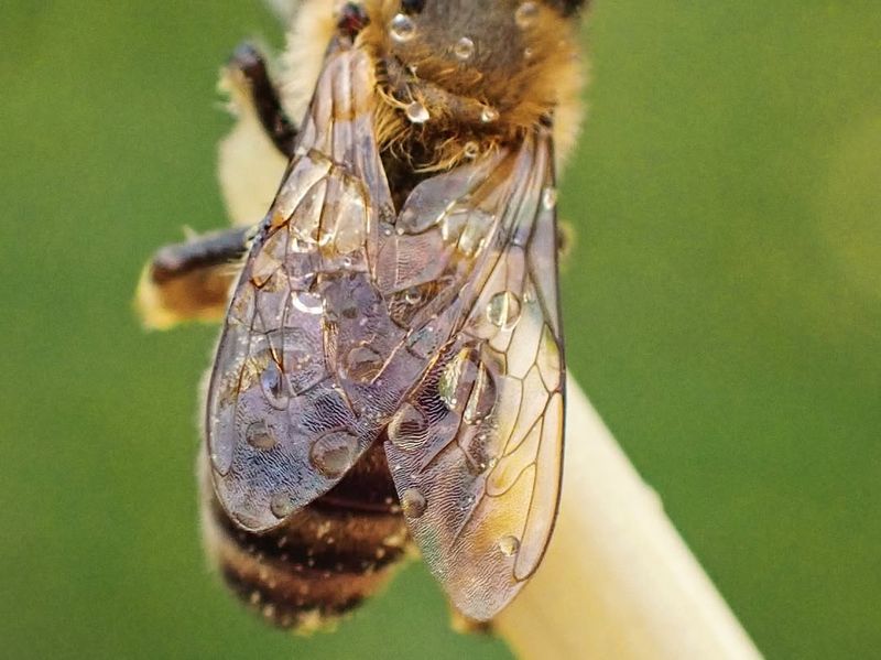 Pesticide Use In Agriculture