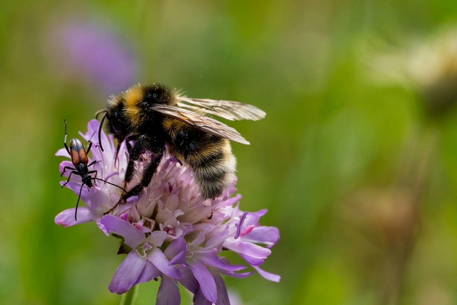 8 Reasons Bees Are Rapidly Disappearing From Wisconsin Gardens
