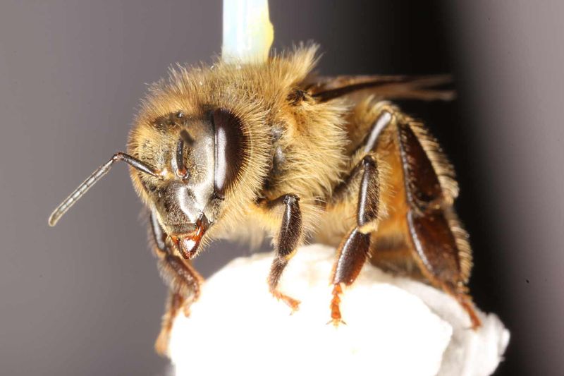 Pesticide Use In Home Gardens